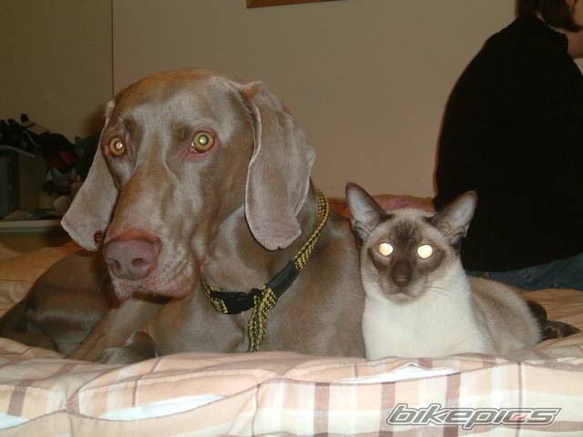Photo 278554