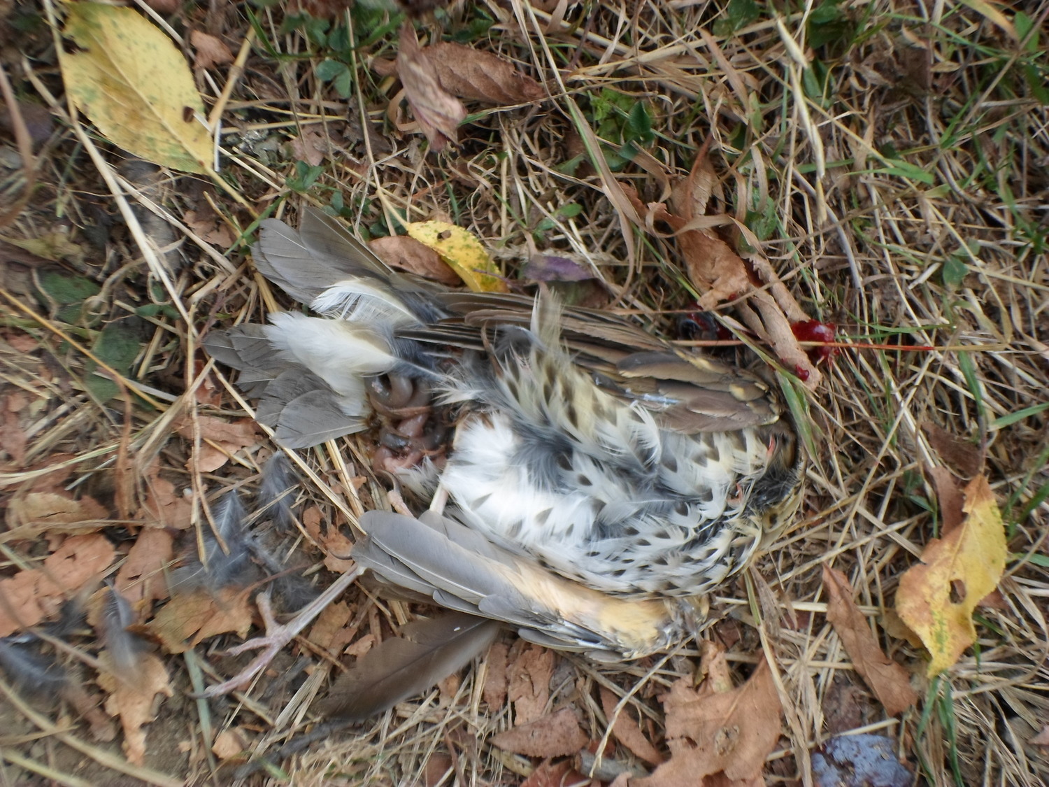 Photo 2811513