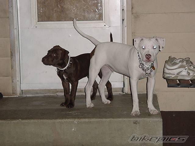 Photo 31290