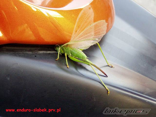Photo 328867