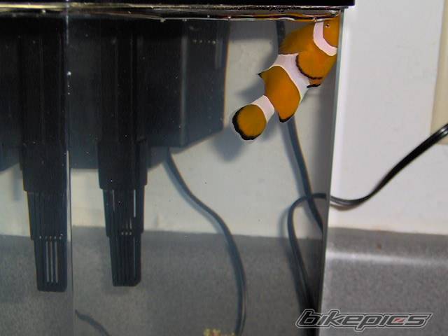 Photo 337214