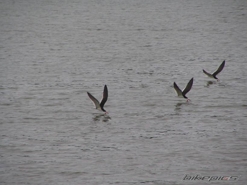 Photo 365446