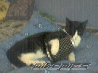 Photo 40241