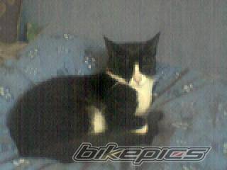 Photo 40242