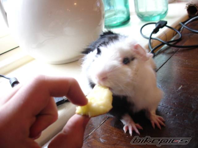 Photo 409778