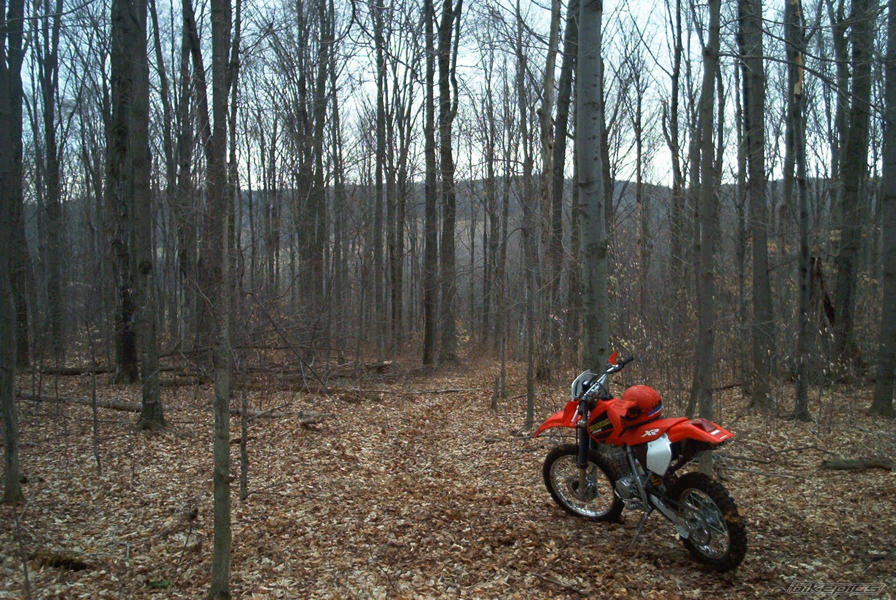 Bike Photo 43779