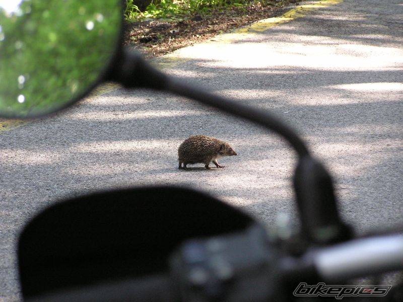 Bike Photo 444222