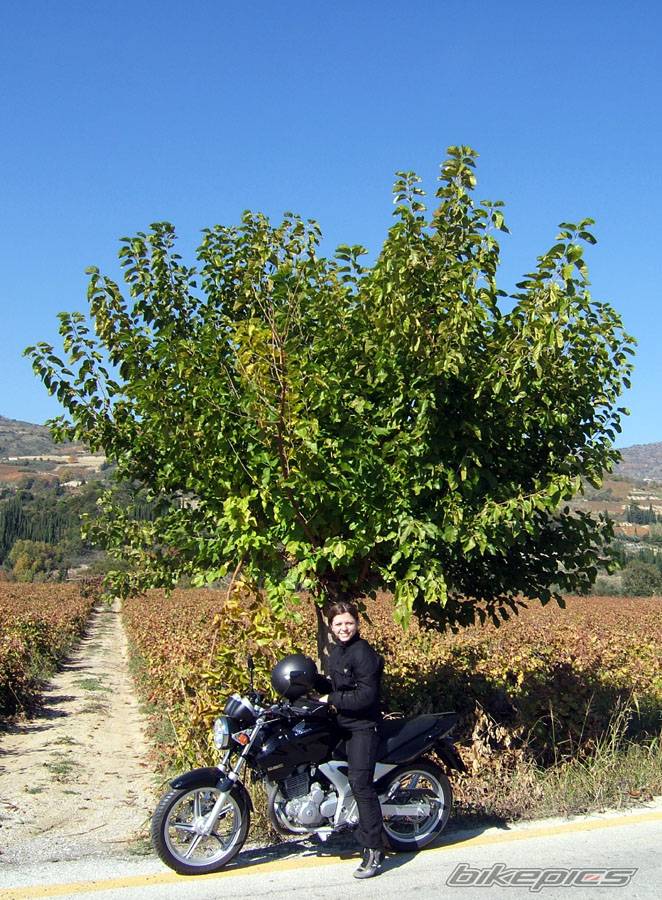 Bike Photo 459548
