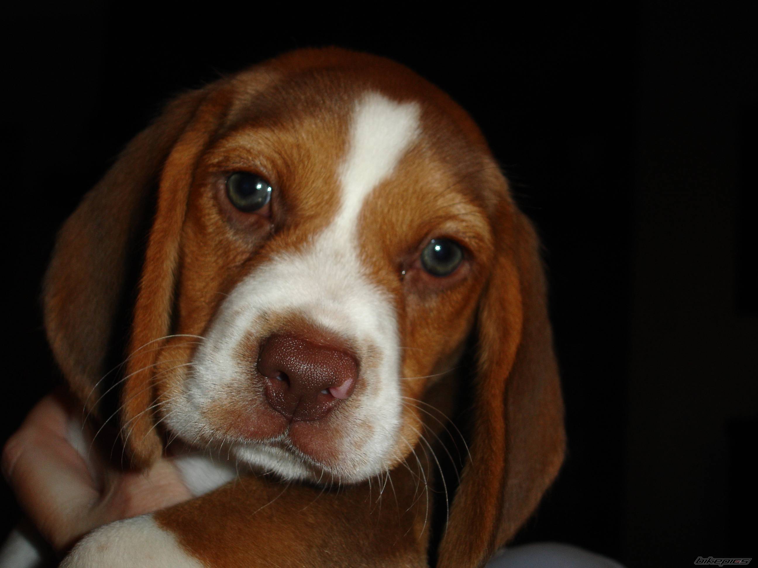Photo 464351