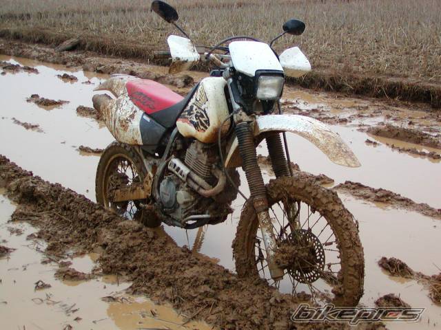 Photo 498970