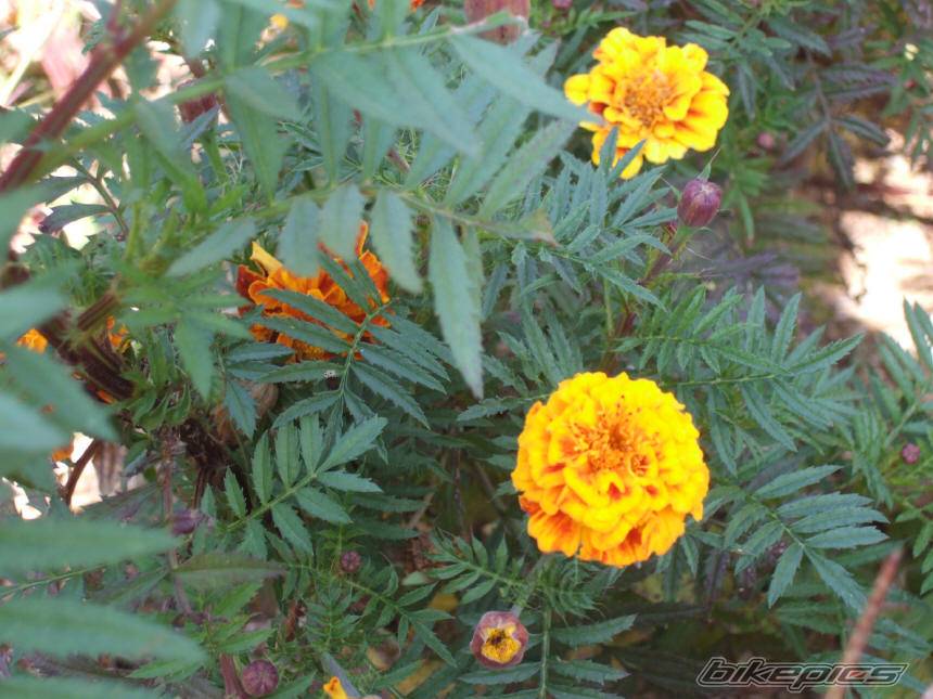 Photo 505717