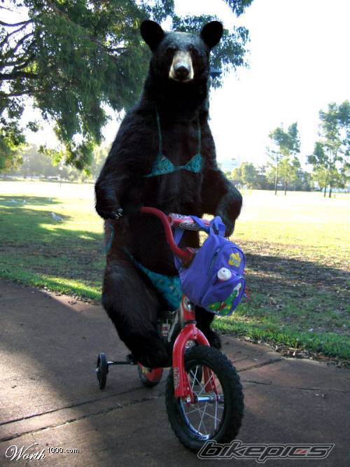 Bike Photo 540601