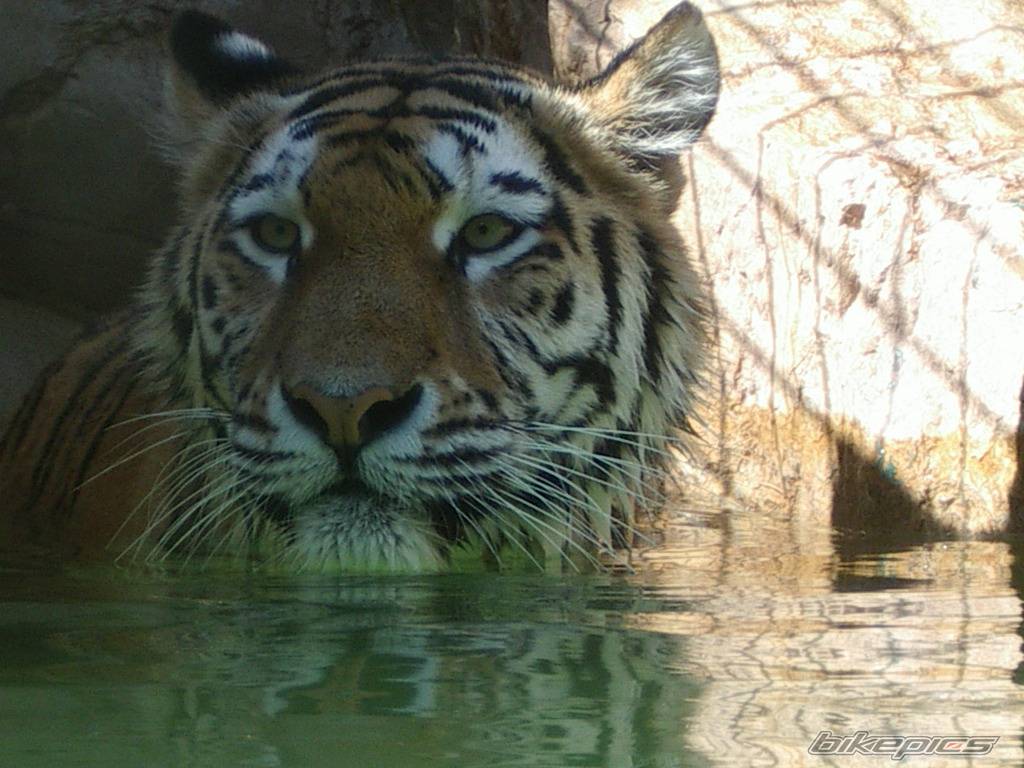 Photo 58948