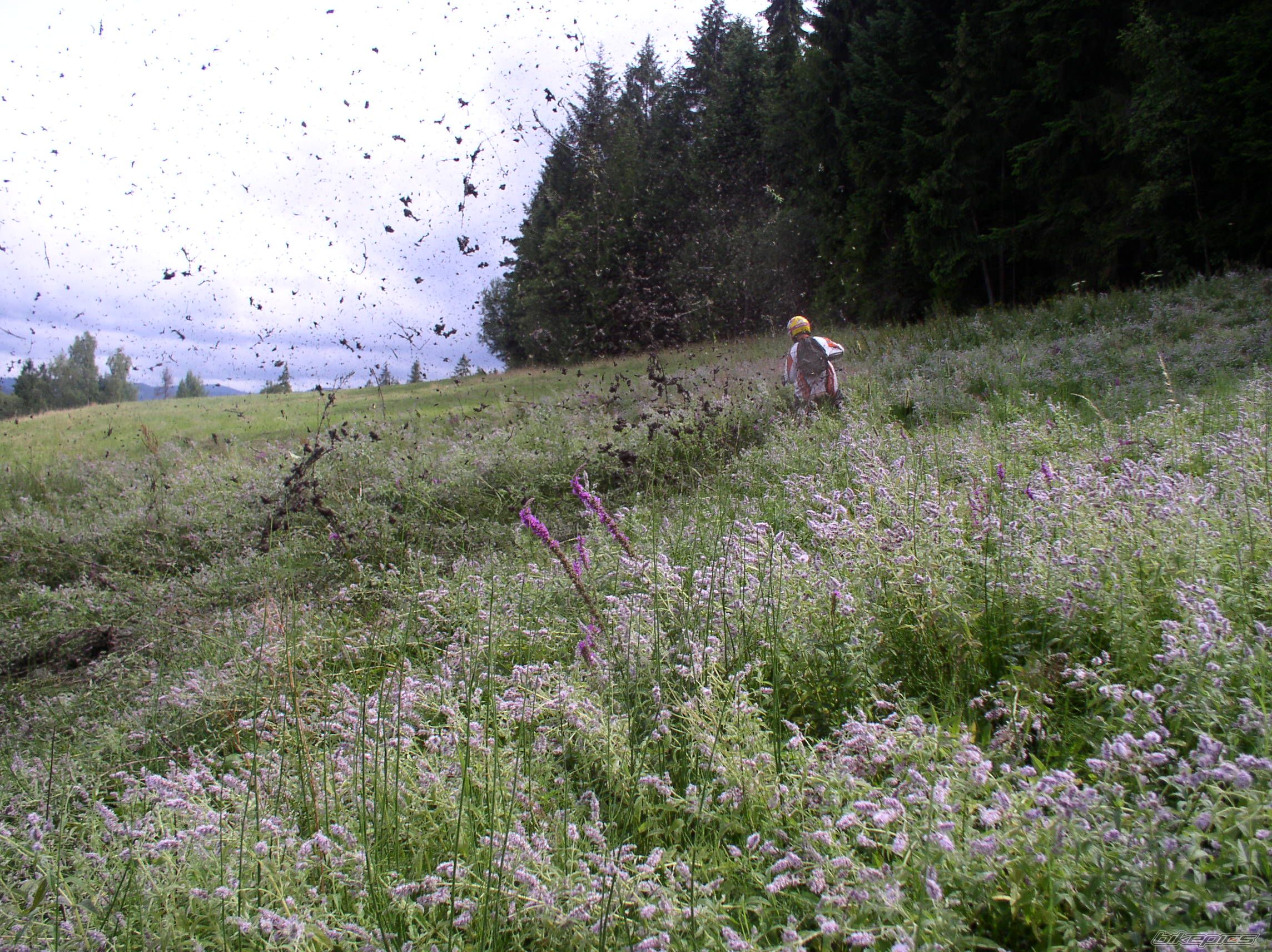 Photo 649617