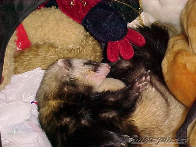 Photo 692846