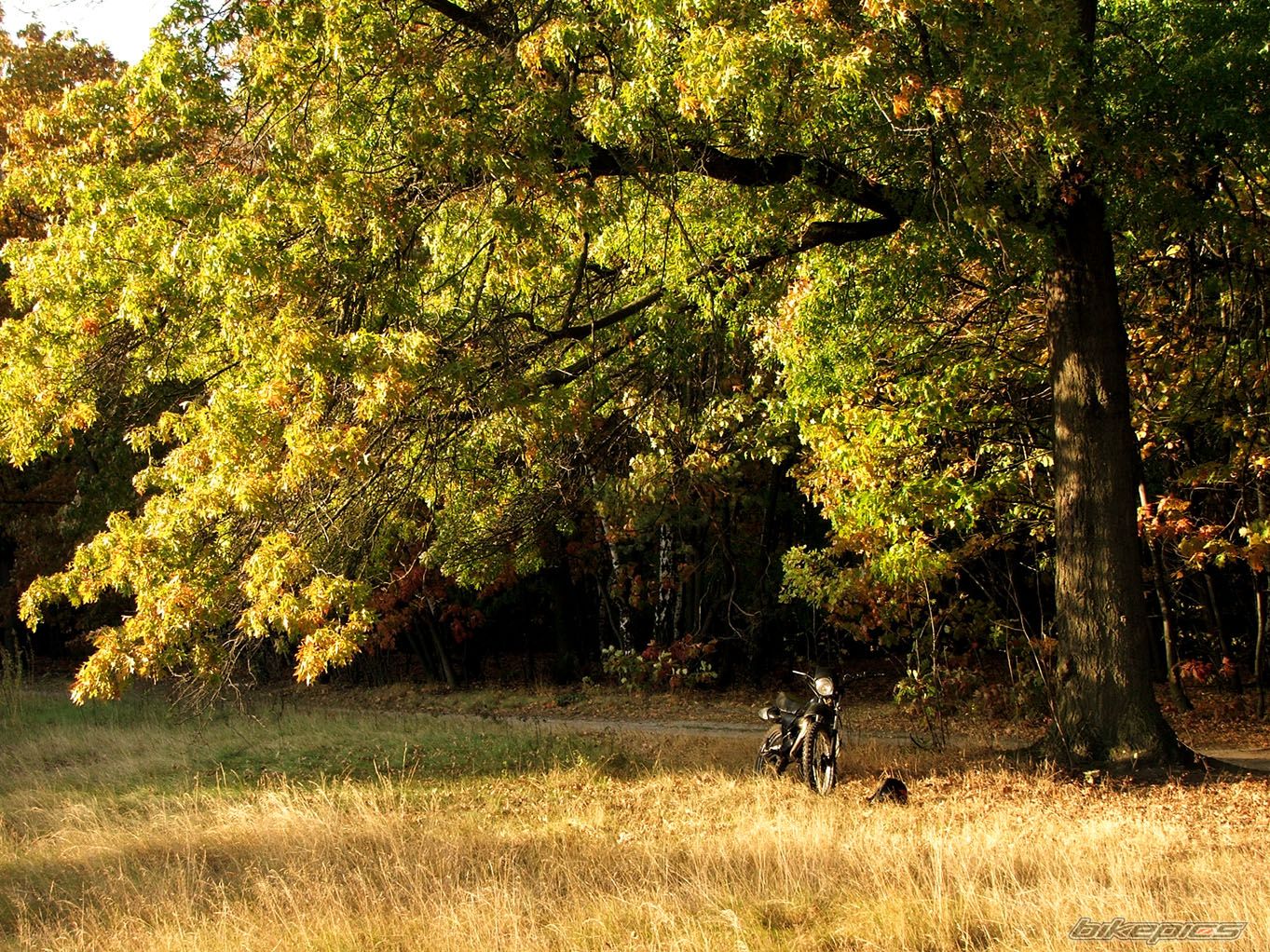 Bike Photo 706210