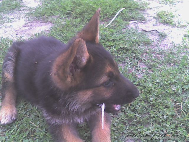 Photo 718474