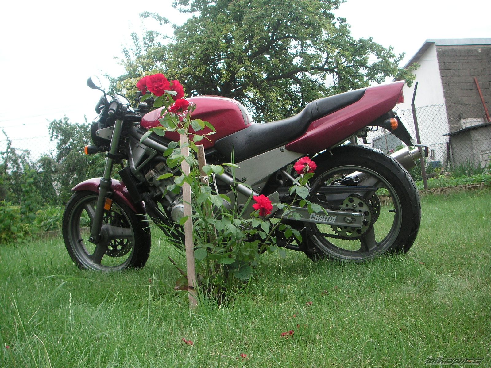 Photo 772745