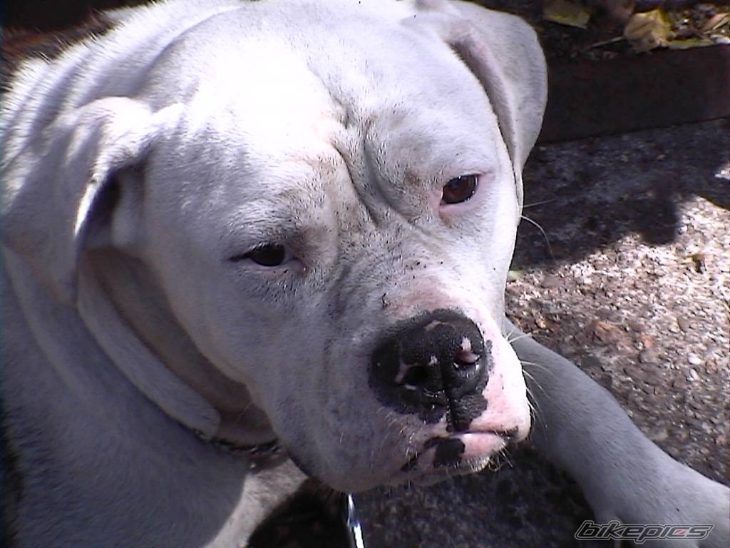 Photo 77837