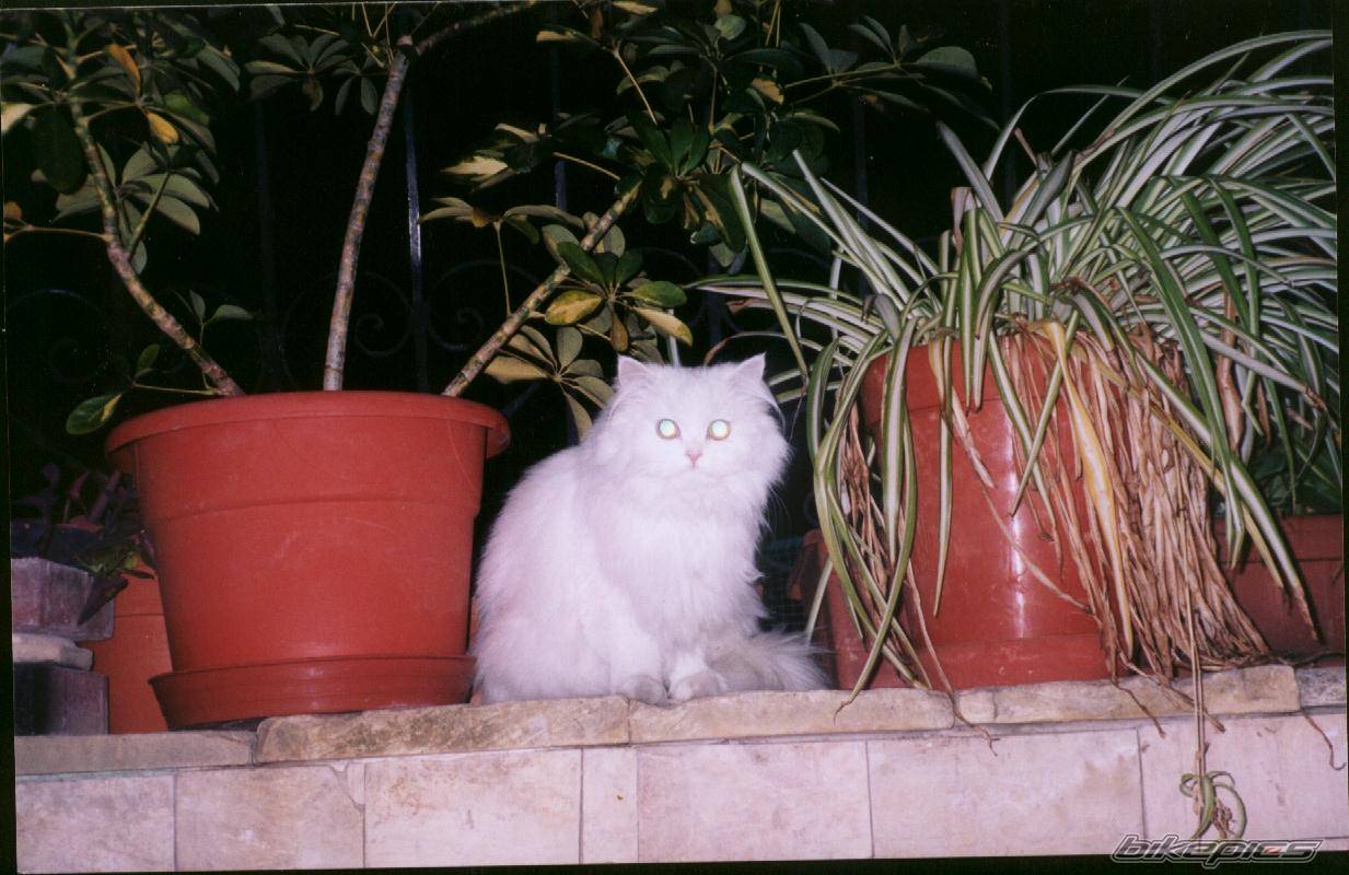 Photo 78377