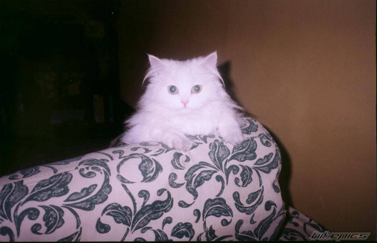 Photo 78379
