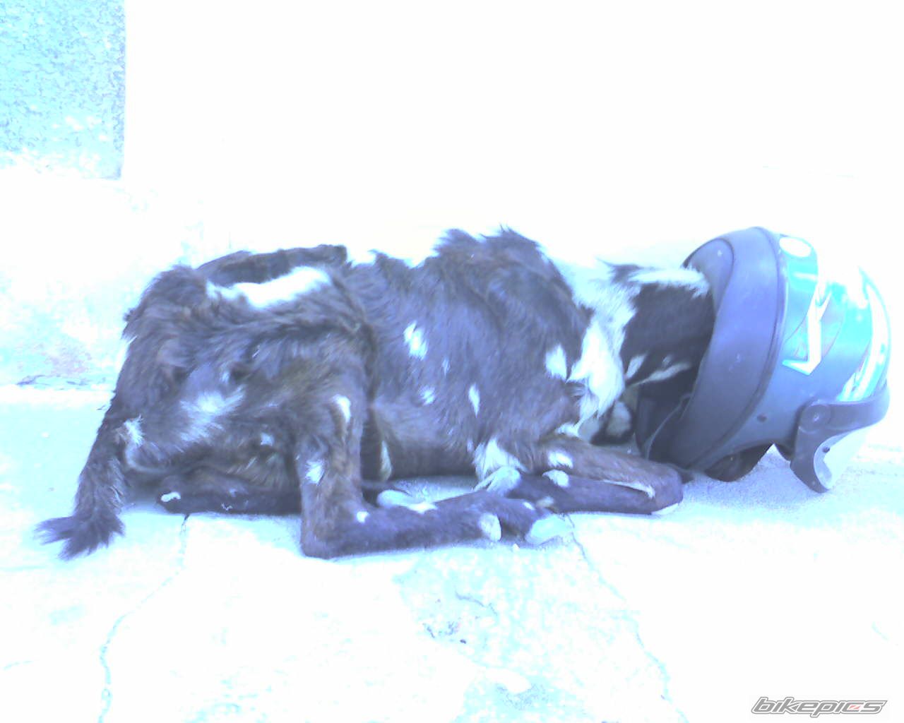 Photo 787138