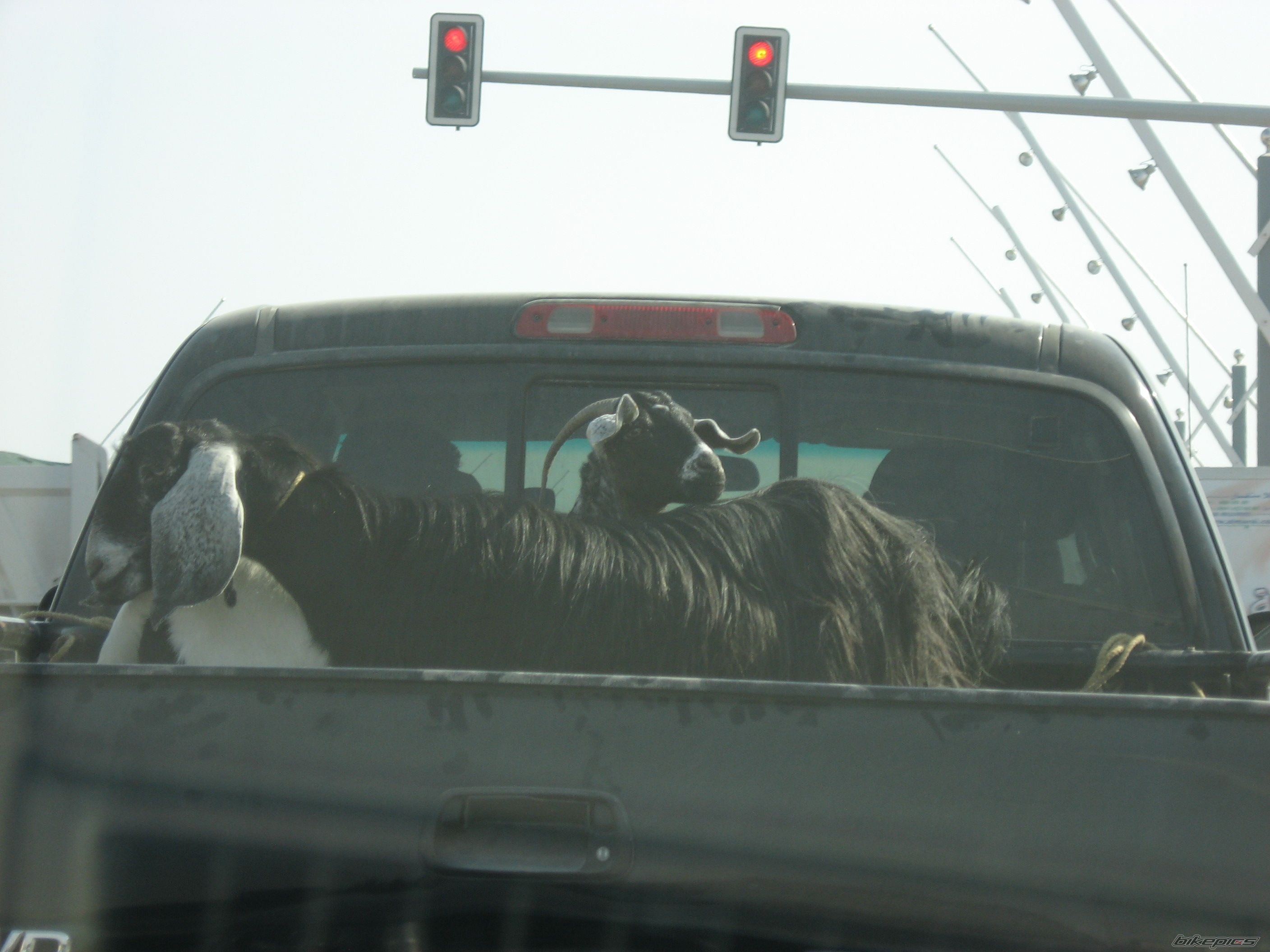 Photo 811930