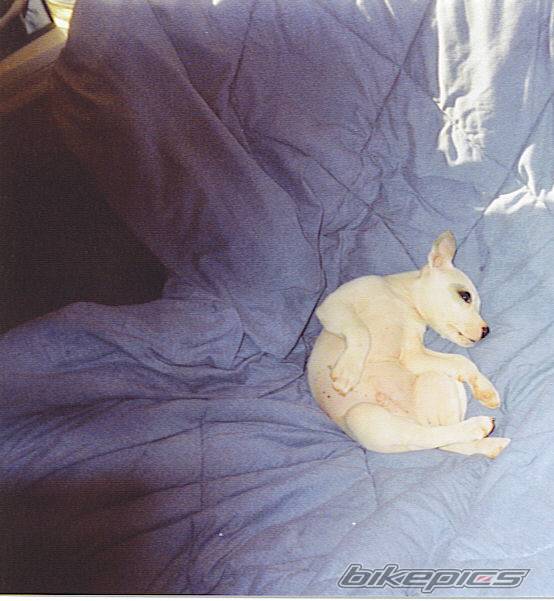 Photo 87390