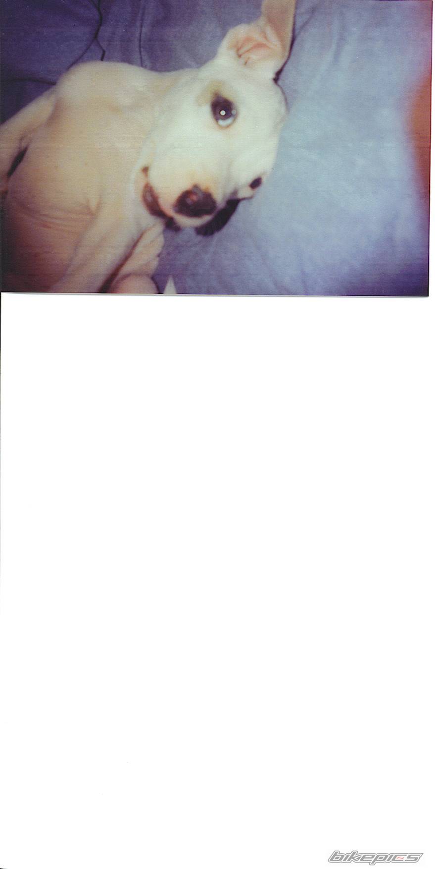 Photo 87391