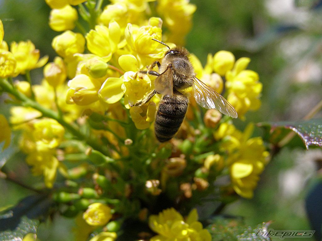 Photo 908156