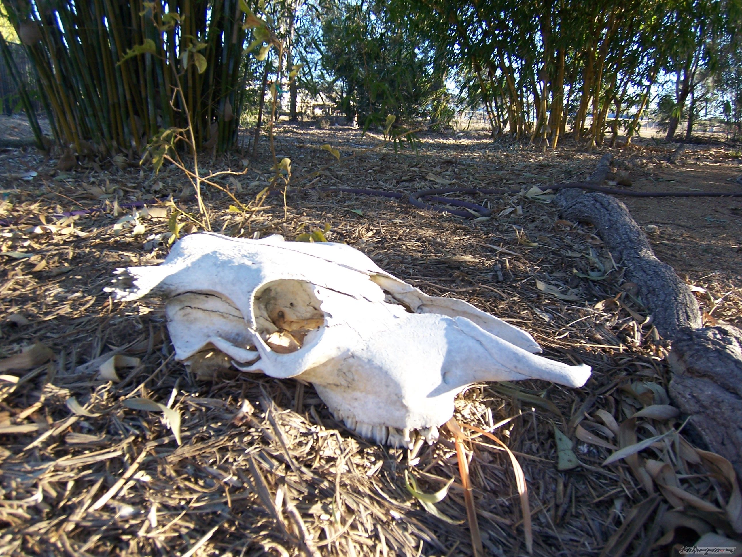 Photo 966905