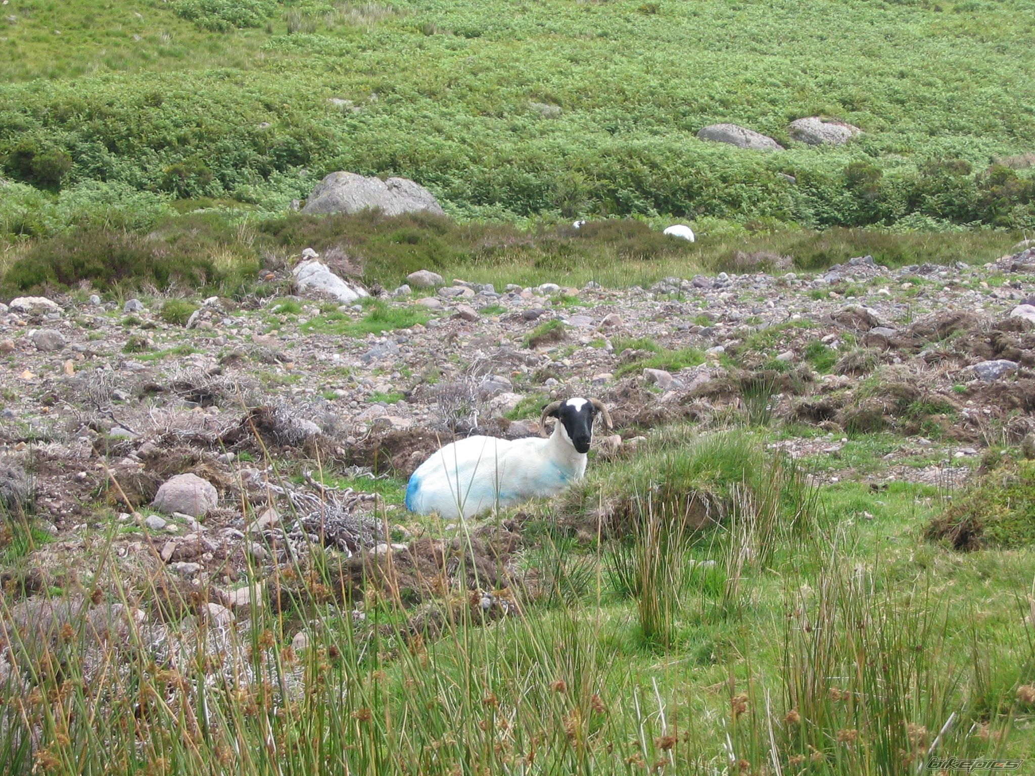Photo 971925