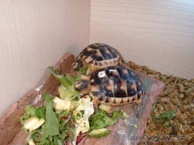Photo 97588